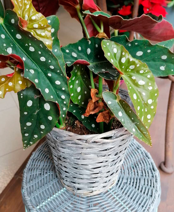 Comprar plantas en Hernani
