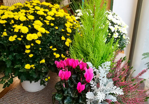 Floristería Lili Bat